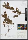 Foto von Salix appendiculata Vill.
